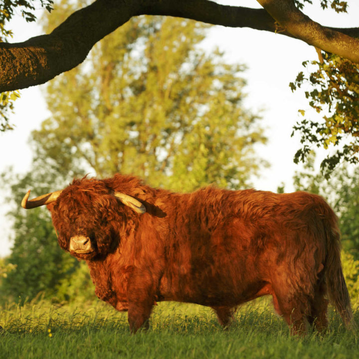 DIEREN_AANDELEK_001 (1)